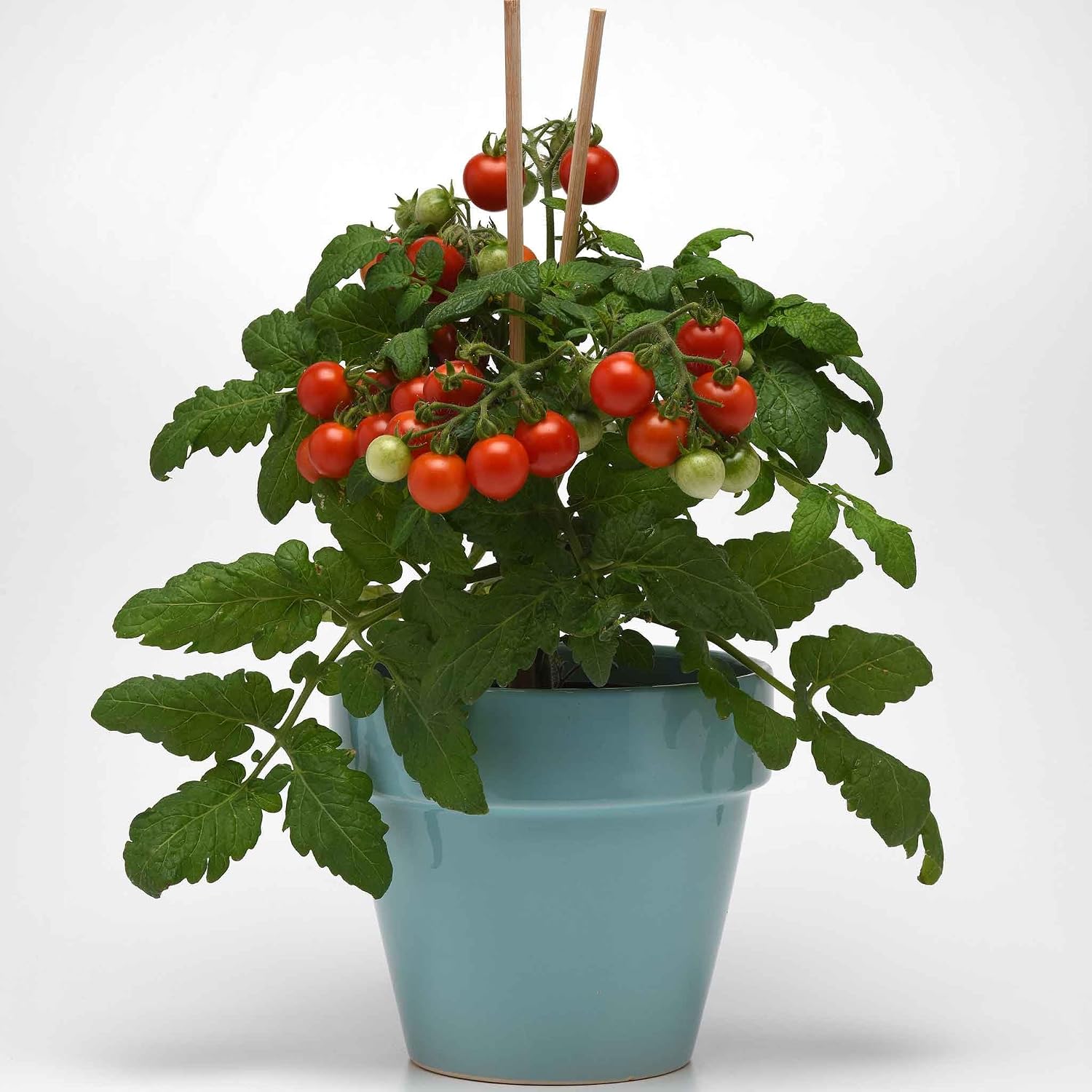 Eden Brothers Tomato Seeds - Persimmon Non-GMO Seeds for Planting, 1 oz | Low-Maintenance Vegetable Seeds, Plant During Warm Season, Zones 10, 3, 4, 5, 6, 7, 8, 9