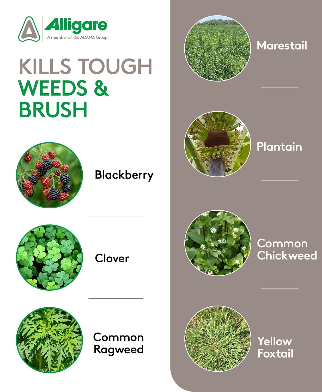 ALLIGARE SFM 75 Weed Killer - Broad-Spectrum Pre- and Post-Emergent Weed Killer for Forestry, Rights-of-Way, Industrial & Non-Crop Sites - Low Use Rates, Residual Performance - 3 lb
