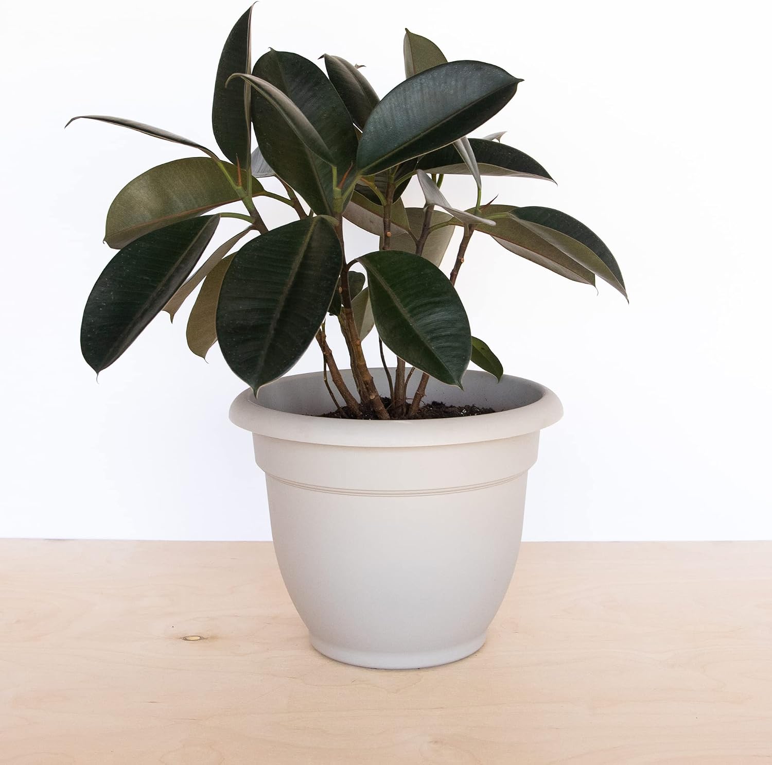 Bloem Ariana Pot Planter: 16" - Black - Durable Resin Pot, for Indoor and Outdoor Use, Gardening, Self Watering Disk Included, 6 Gallon Capacity