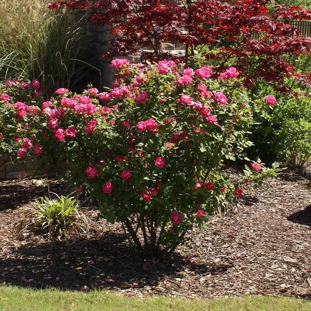 Brighter Blooms - Double Pink Knock Out® Rose Shrub, 1 Gallon - No Shipping to AK, AZ, HI
