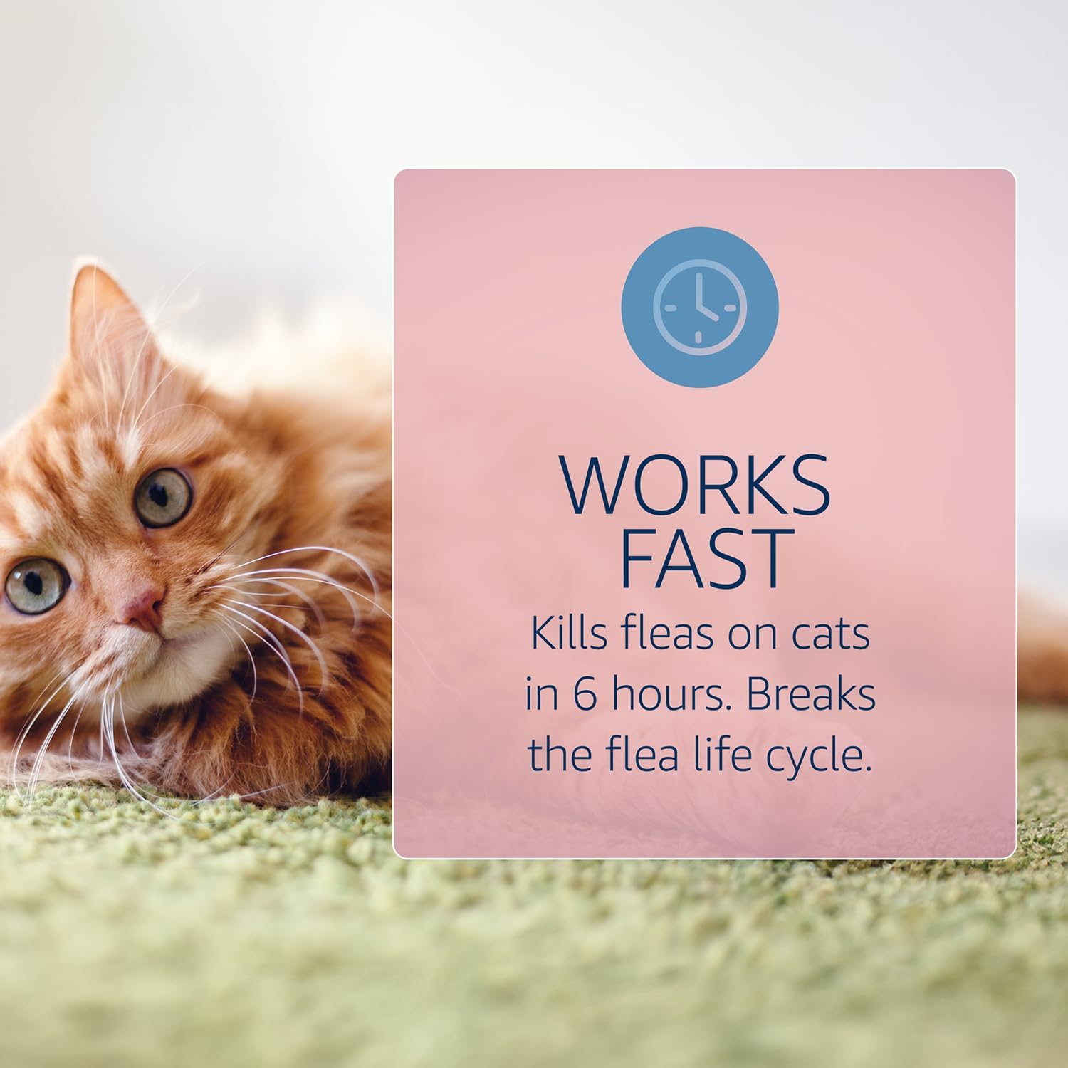 Catego Flea and Tick Prevention for Cats - Over 1.5 lbs, 3 Month Supply | No Prescription Required, Cat Flea Treatment Topical Drops, Fast Acting Flea & Tick Control Drops, Easy to Apply