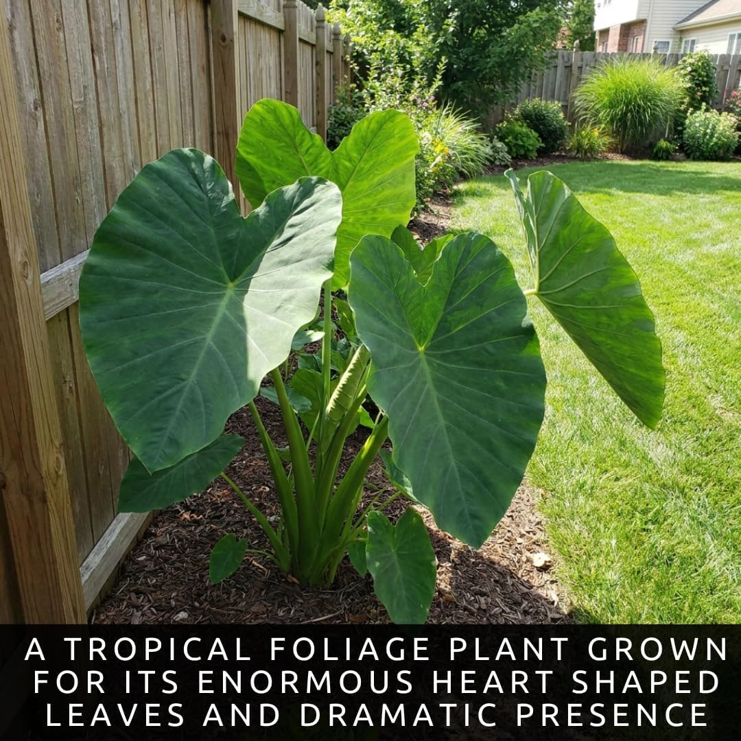 Giant Elephant Ear (3 Bulbs) Colocasia Esculenta - Beautiful Bulbs,tropical