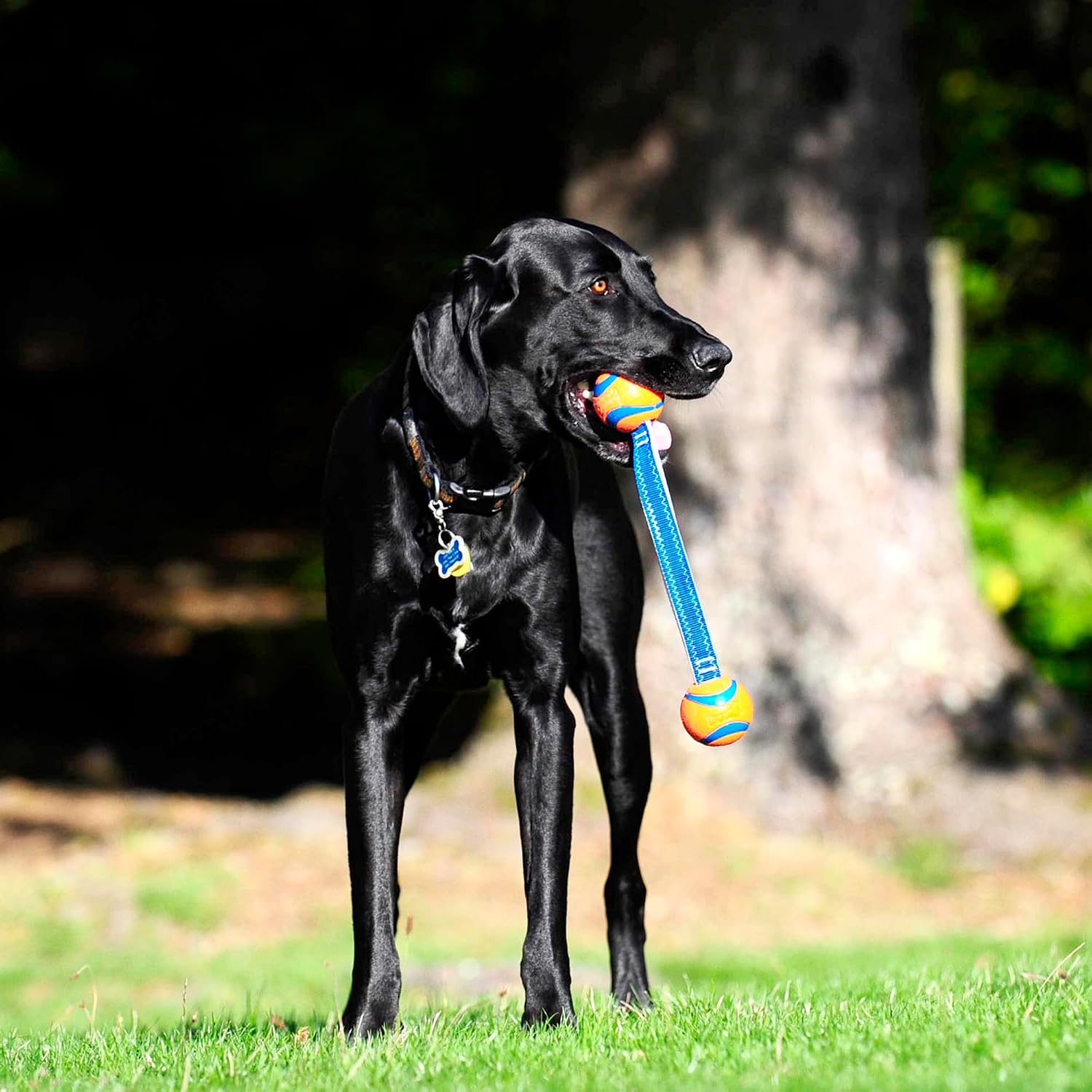 Chuckit! Ultra Tug Dog Toy - Ultra Ball on a Durable Nylon Cord Handle - Fetch and Tug-of-War Toy for Dogs - Size Large - For Breeds 60-100 lbs - 3-inch Diameter - Orange and Blue