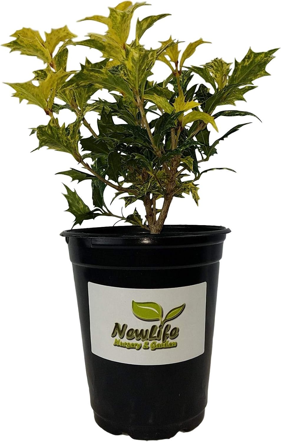 Goshiki Variegated Tea Olive (osmanthus) - Live Plant - Quart Pot