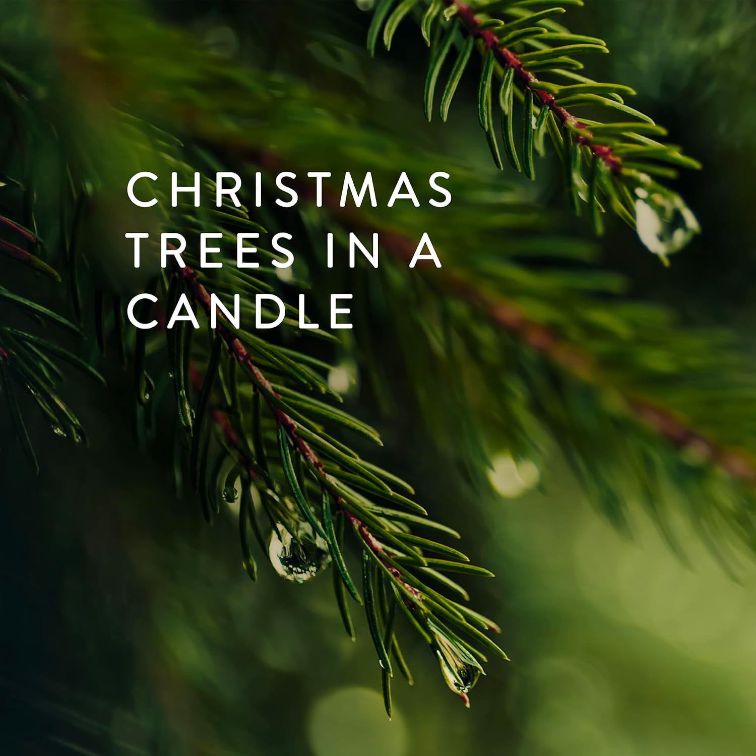 Thymes Frasier Fir Candles - Statement Collection - Silver with Pine Needle Design - Scented Candles for Home Decor - Notes of Siberian Fir Needles, Cedarwood & Sandalwood - Large 4 Wick (40 oz)