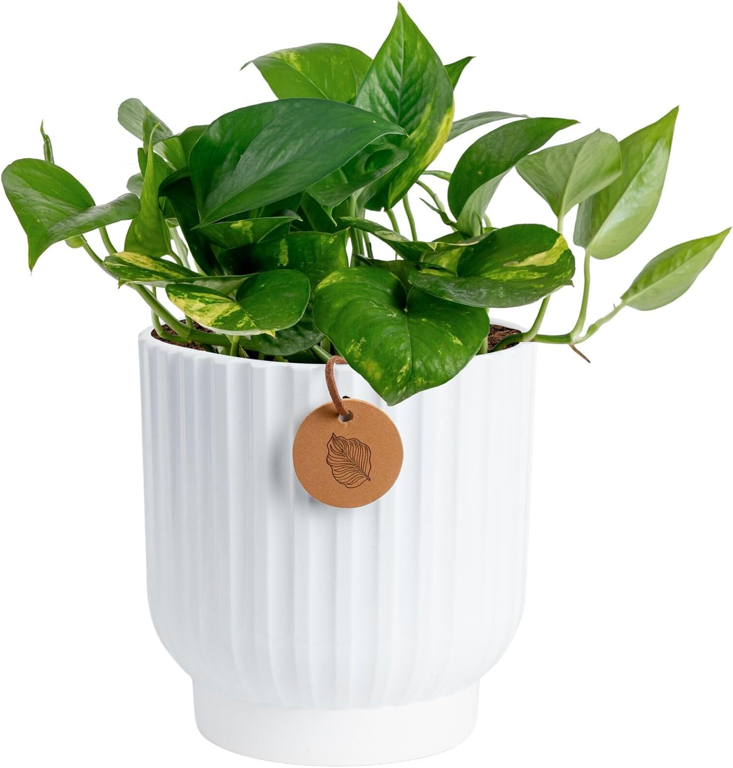 Costa Farms Golden Pothos, Live Indoor Plant, Trailing Vine, Air Purifying | Fast-growing trailing vine, one of the easiest to grow. Great indoor houseplant. Ideal housewarming or birthday gift.