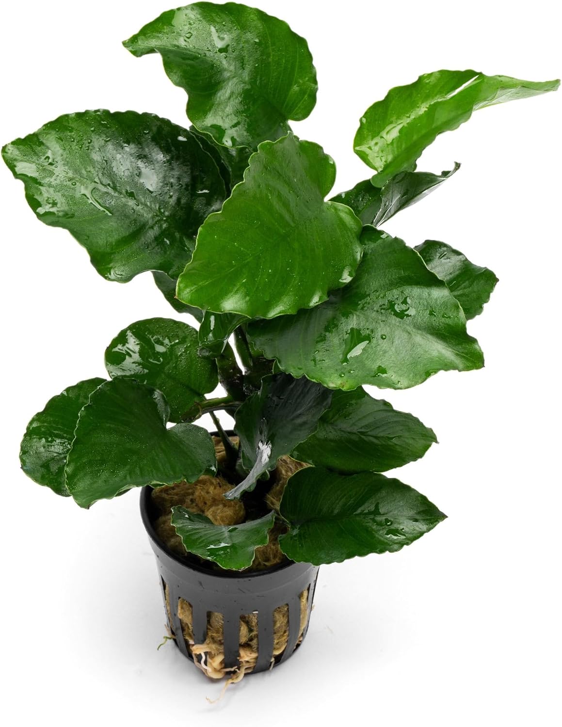 Anubias Nana Live Aquarium Plants - Potted Freshwater Plant for Fish Tanks, Terrariums - Beginner Friendly Low Light (1 Pot)