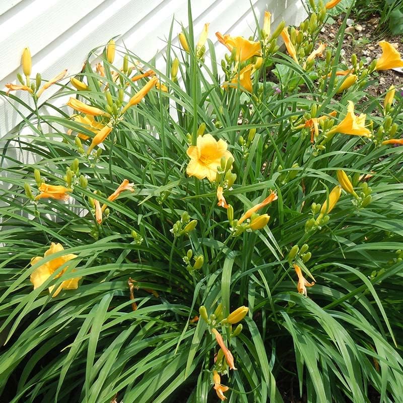 Stella D'oro Yellow Daylilies - 5 Bare Root Perennials Re-Bloomer