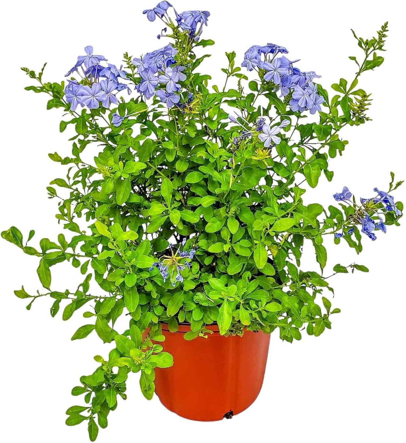 Plumbago Plant Imperial Blue - Live Flowering Plant - Overall Height 20" to 24", 3 Gallon Pot - Tropical Plants of Florida