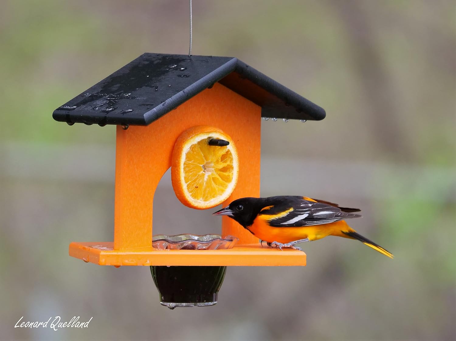 Oriole Bird Feeder, Poly Lumber Hanging Oriole Jelly Feeder (Black/Orange)