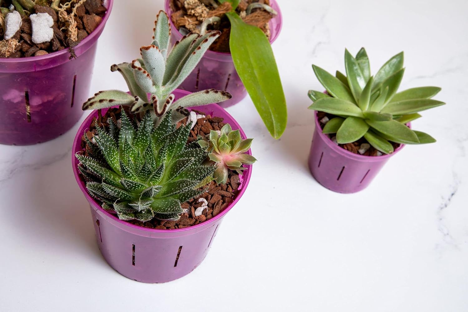 Orchid Pot - 6 inch Slotted Clear Orchid Pots - 3 Pack (Crystal Clear)
