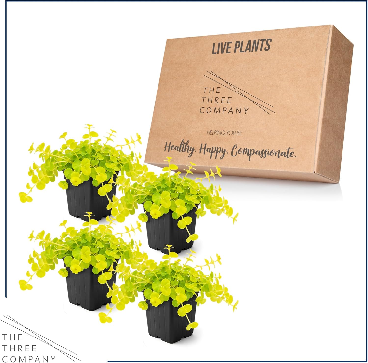 Creeping Jenny (Lysimachia nummularia) (2 Pack) - Live Trailing Ground Cover Perennial, 6" Tall by 4" Wide in 1 Pt Pot