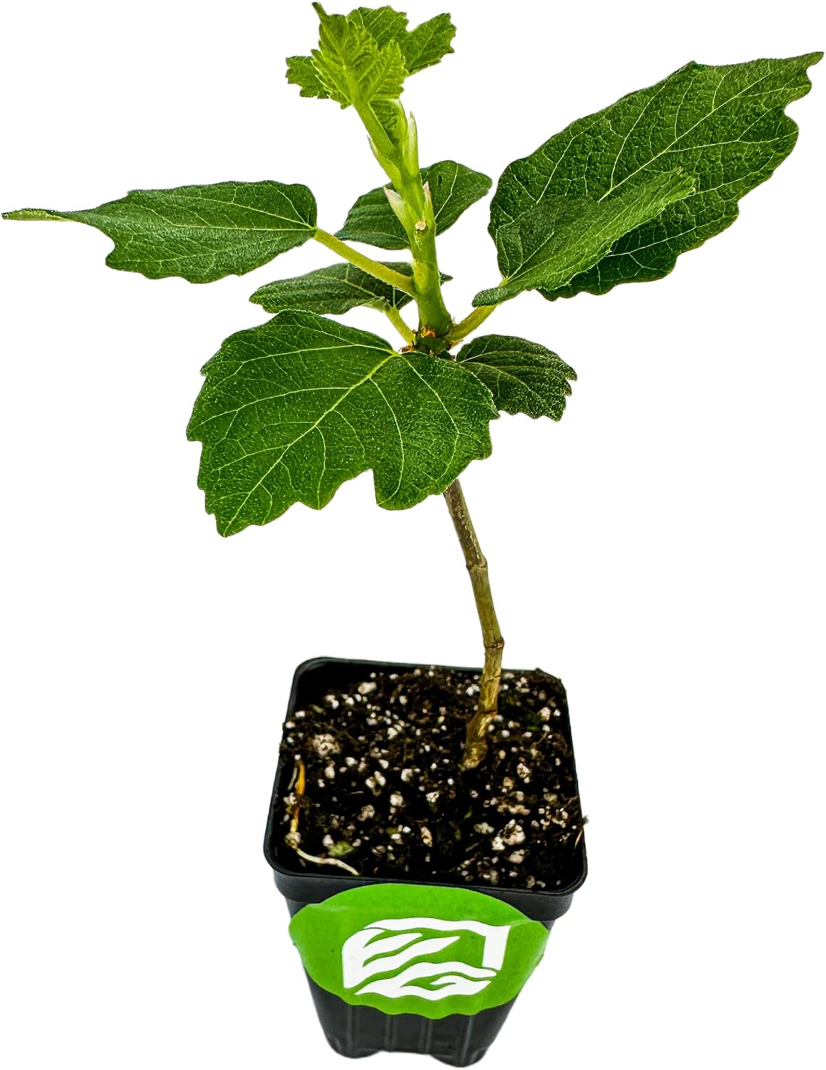 Olympian Fig Tree Live Plant - Ficus carica by Wellspring Gardens - Starter Plant Ideal for Gardens & Containers - Great for Indoor Houseplants, Outdoor Landscaping & Garden Planting