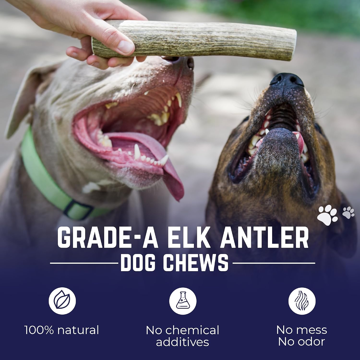 Devil Dog Pet Co Whole Elk Antlers for Dogs, Medium, Aggressive Chewers | Naturally shed Grade A Rocky Mountain elk antler, single ingredient, long lasting, 5 in+, fits breeds up to 50 lb
