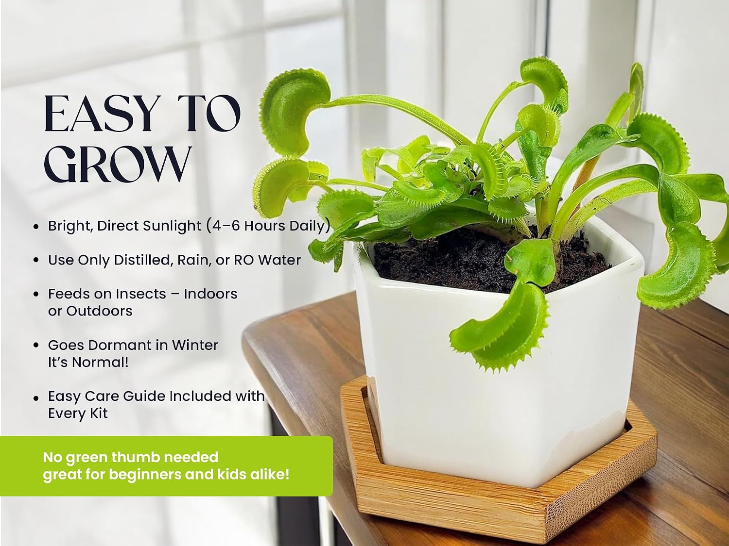 Venus Fly Trap Live Plant with White Ceramic Pot and Carnivorous Plant Soil | Everything to start with carnivorous plants, easy care guide