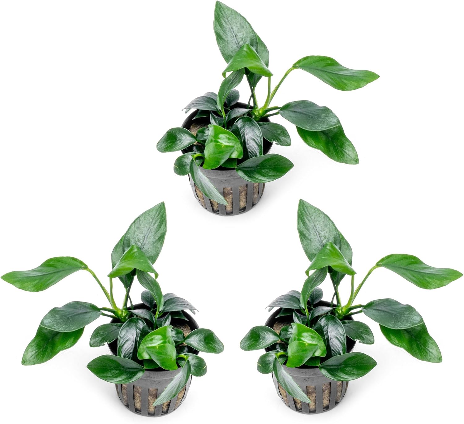 Anubias Nana Live Aquarium Plants - Potted Freshwater Plant for Fish Tanks, Terrariums - Beginner Friendly Low Light (1 Pot)