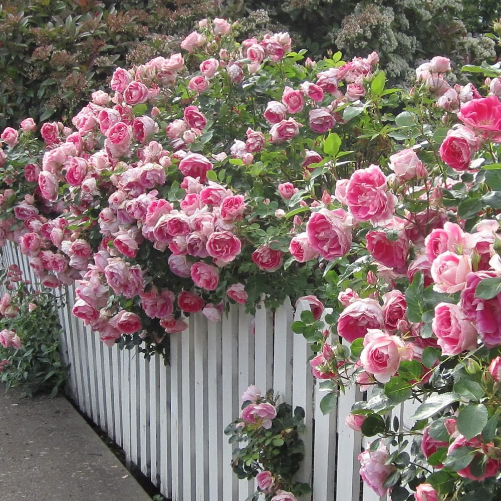 Heirloom Landscape Roses, Live Own Root Plant, Carefree Wonder™