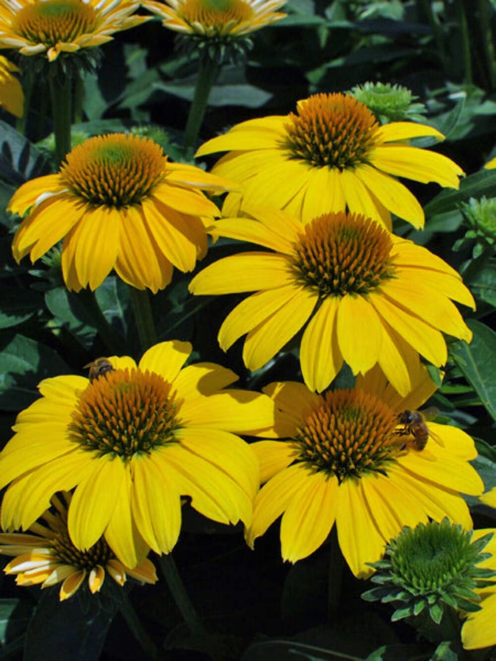 Echinacea purpurea ‘Cheyenne Spirit’ (Coneflower) Live Perennial, Size-#1 Container, Mixed Color Summer Flowers, USDA Zones 4-8