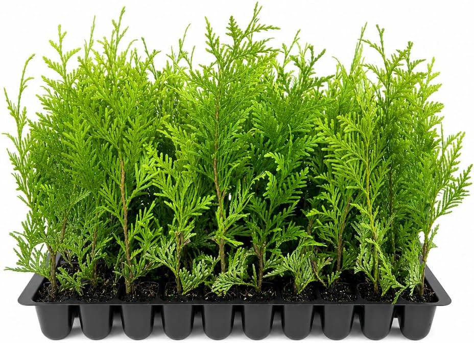 Thuja Green Giant Arborvitae - 20 Live Trees 2" Pot Size - Evergreen Privacy Plants