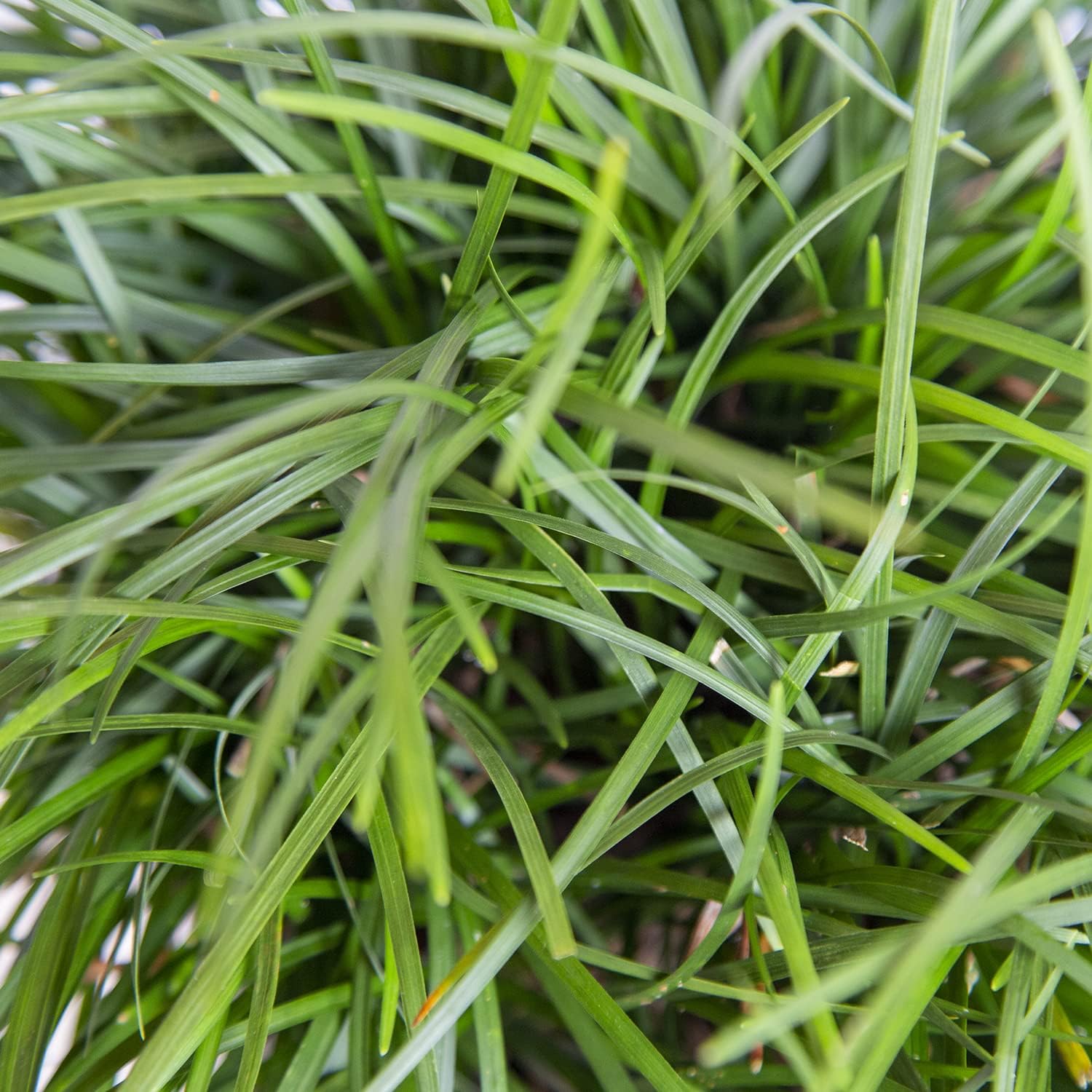 Mondo Grass 18 Pack - Evergreen Groundcover - Full Sun to Part Sun Live Outdoor Plant Loropetalum Grass Plugs