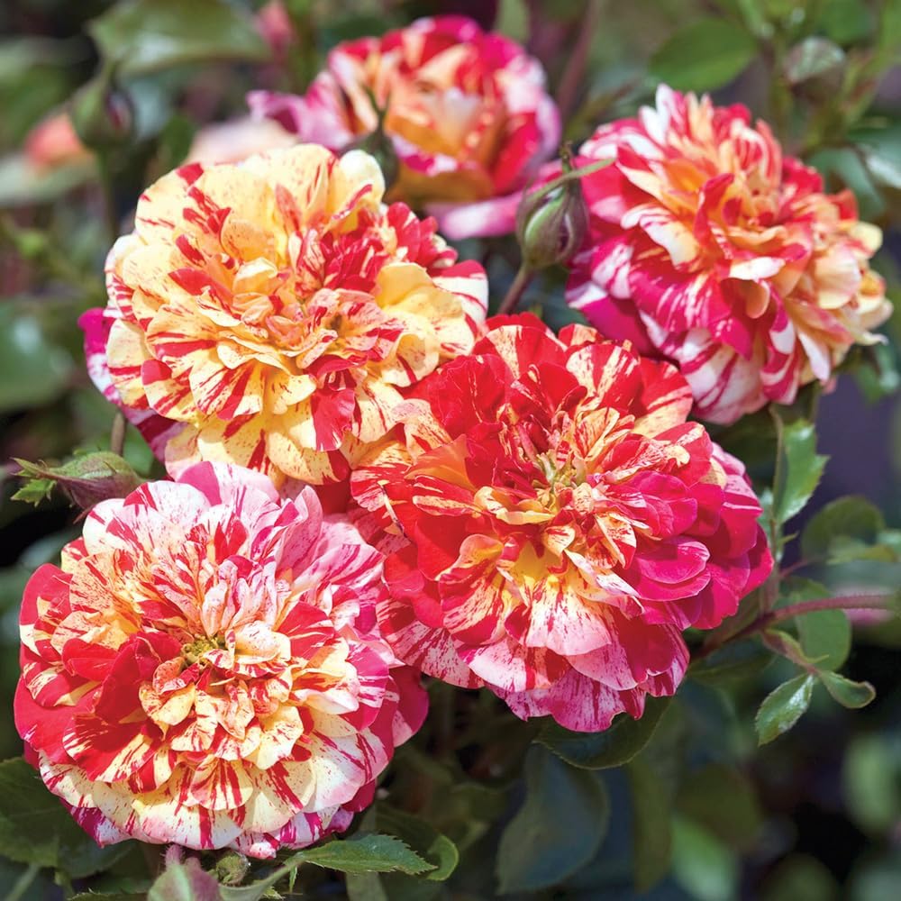 Heirloom Grandiflora Roses, Live Own Root Plant, All-American Magic™