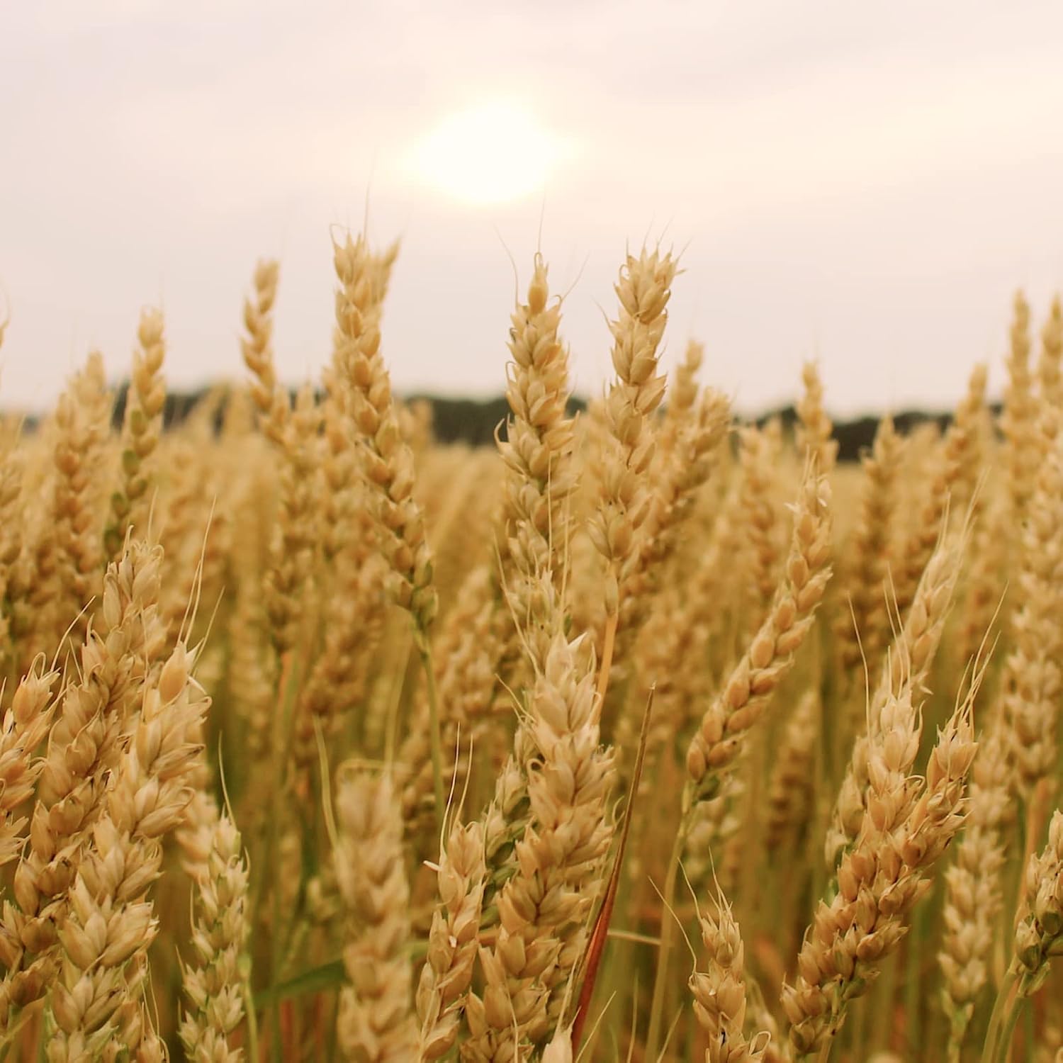 Soft White Wheat Berries Organically Grown in Michigan, Farmer Direct, USDA Organic Certified, Non-GMO, 25 Lbs Total // Findlay's Organics