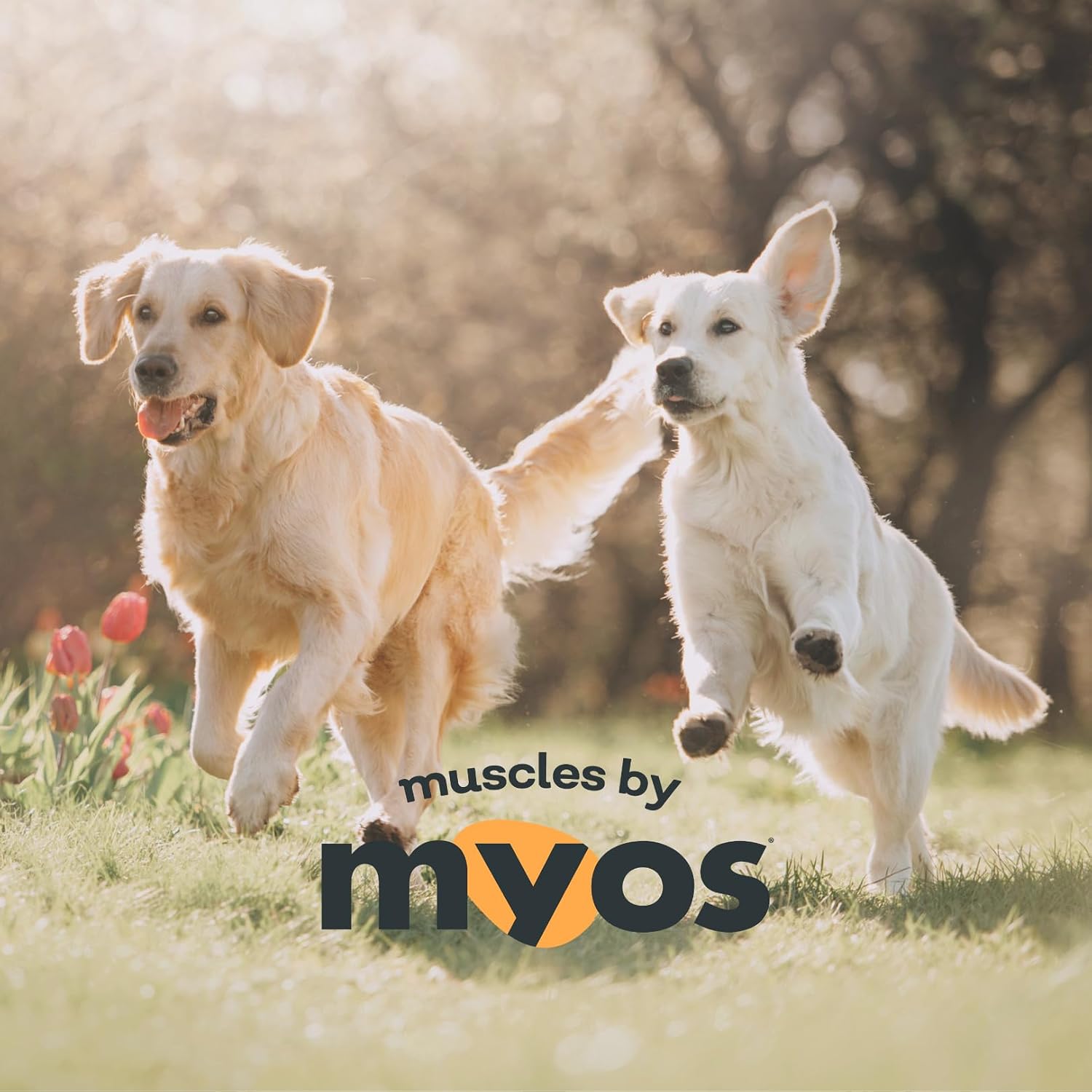 MYOS Canine Muscle Formula - Dog Muscle Builder & Mobility Support - 180 g