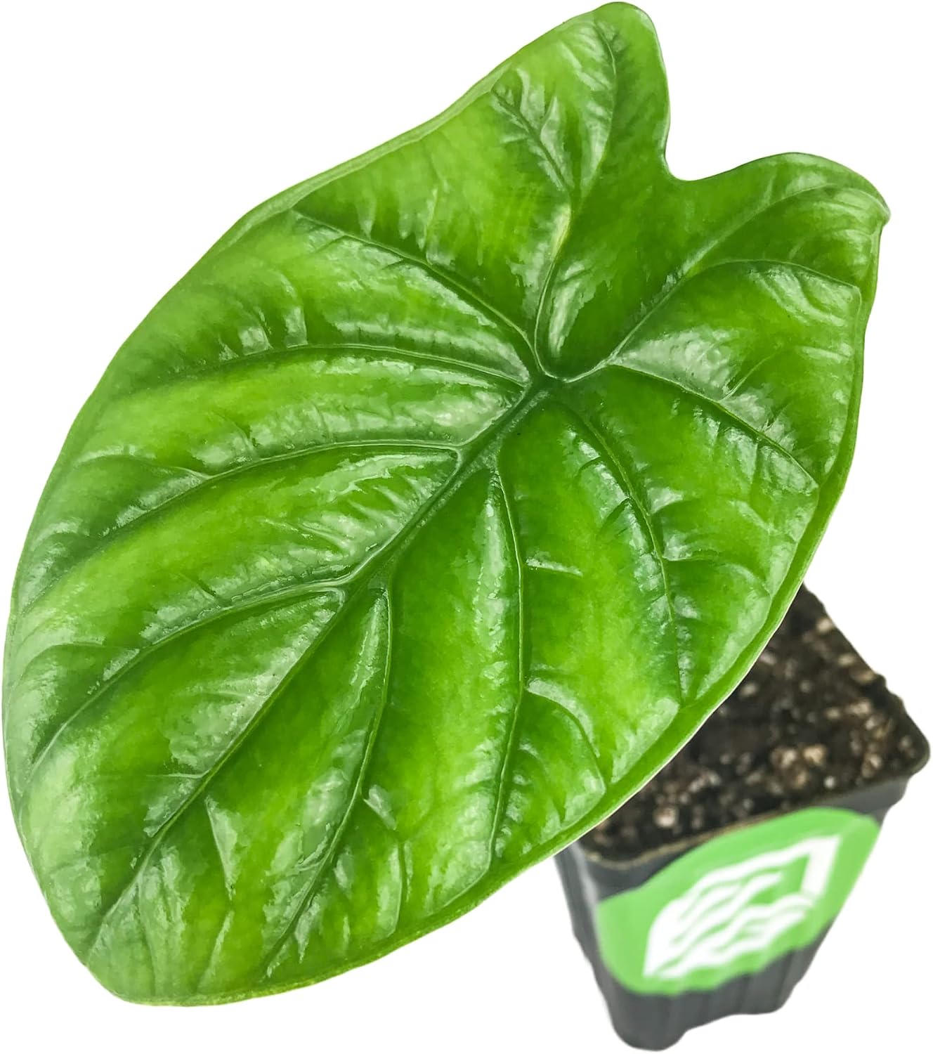 Stingray Elephant Ear Live Plant - Alocasia stringray by Wellspring Gardens - Alocasia - Unique Foliage - Versatile Plant - Tropical Plant