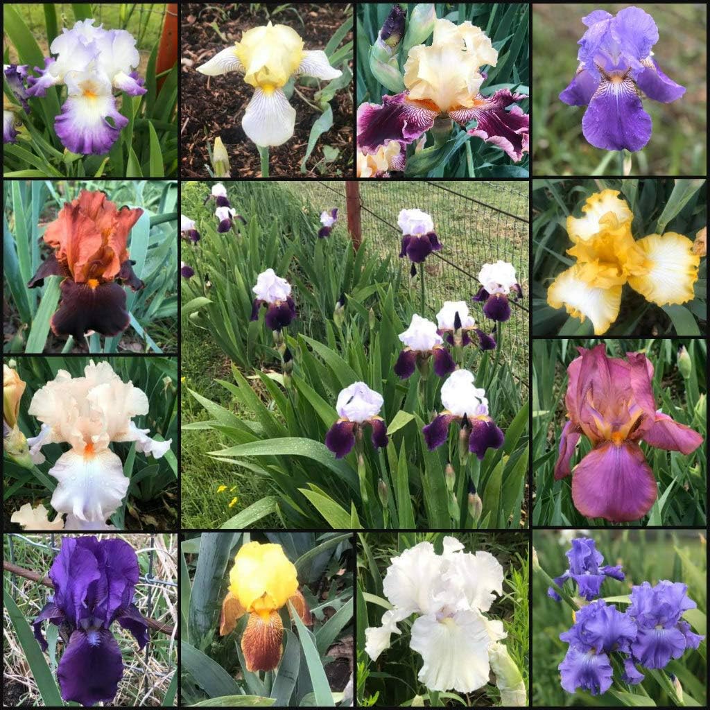 Bearded Iris Mixed Colors - for Planting - (15)