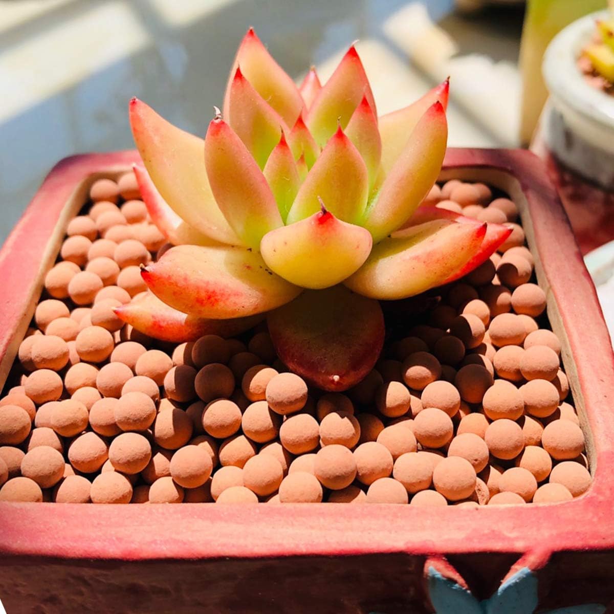 Mix Horticultural Lava Pebbles Pumice Potting Soil Amendment Succulent Cactus Bonsai Gritty Rock Decorative Gravel Plant Drainage Volcanic Rock for Terrarium Fairy Gardening Top Dressing 2.2lb