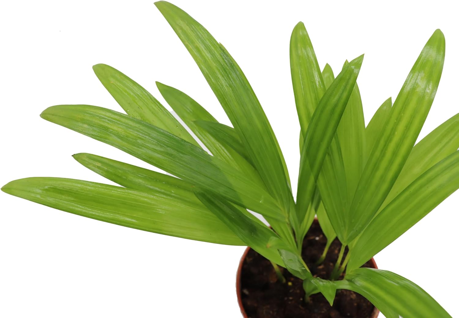 Areca Palm in 4 inch grower's Pot Sold by California Tropicals