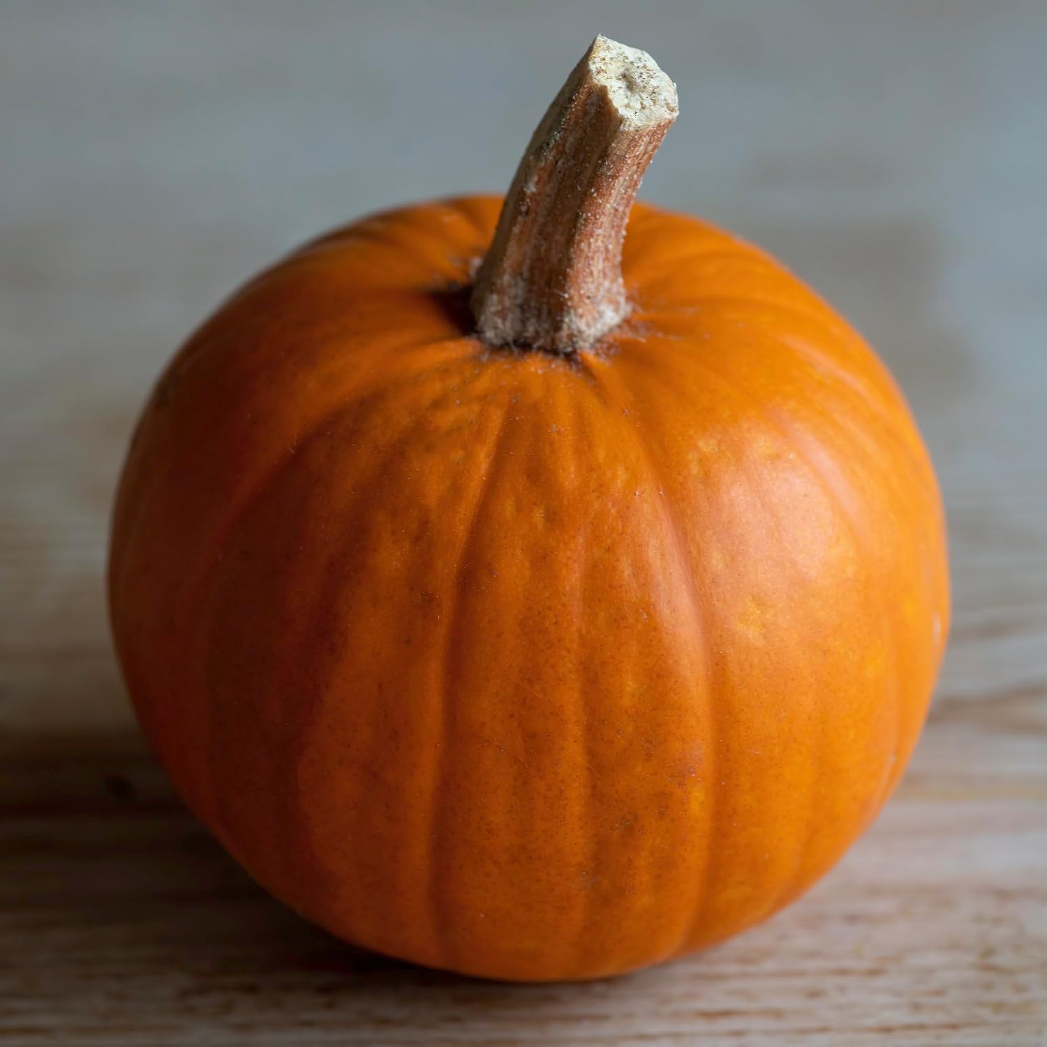 Seed Needs Pumpkin Seeds to Plant 100 Seeds Spooky Mix Non GMO Bulk Pack
