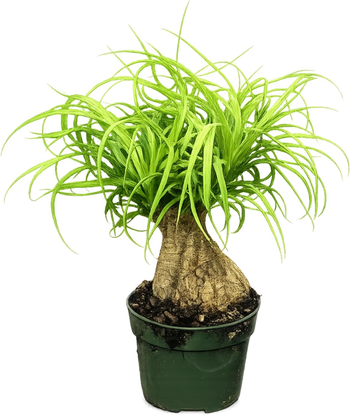 Ponytail Palm Live Plant by United Nursery Indoor House Plant for Home, Patio, or Office Decor (Plant Pot, 10-inch Pot)
