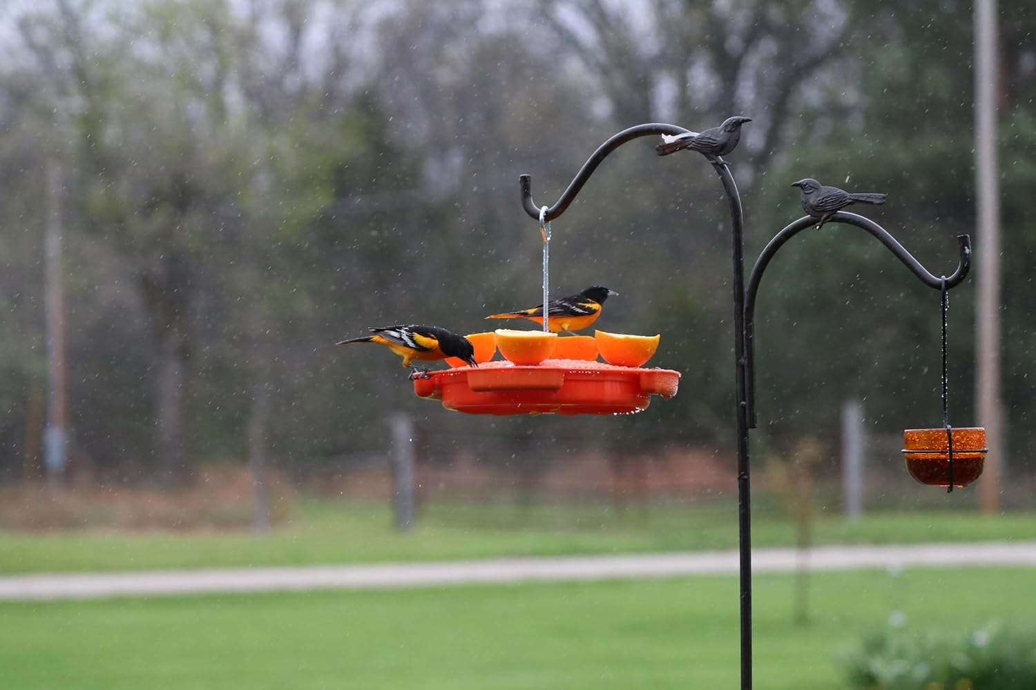 Ultimate Oriole Feeder, Nectar Jelly Fruit and Mealworm Station | Multi-Food Oriole Feeder; Nectar Jelly Fruit; Mealworm Station; Bright Orange