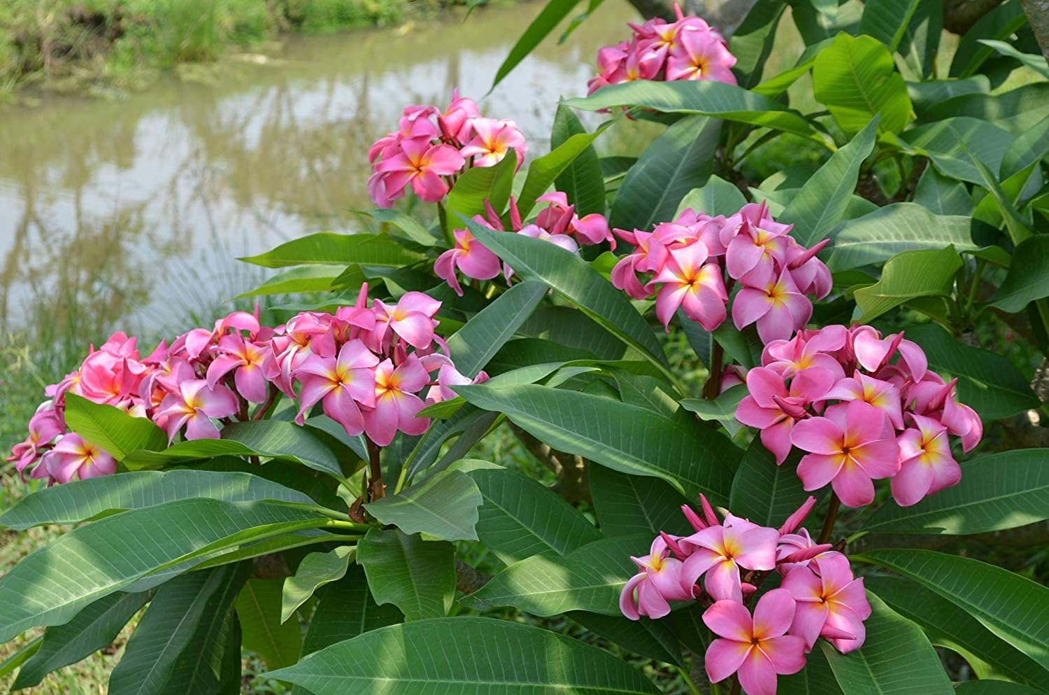 Hawaiian Pink Plumeria Plant Cutting Unrooted KH4