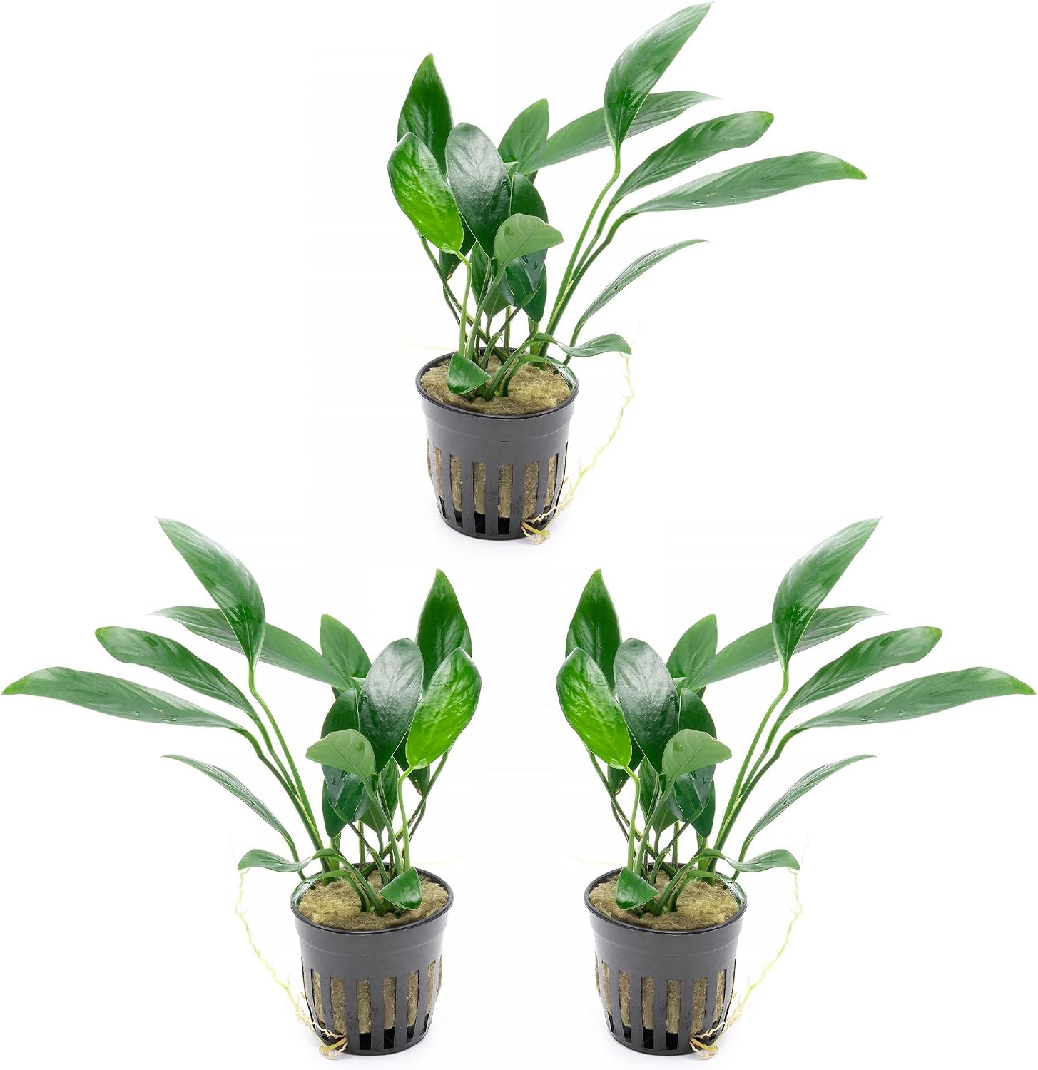 Anubias Nana Live Aquarium Plants - Potted Freshwater Plant for Fish Tanks, Terrariums - Beginner Friendly Low Light (1 Pot)