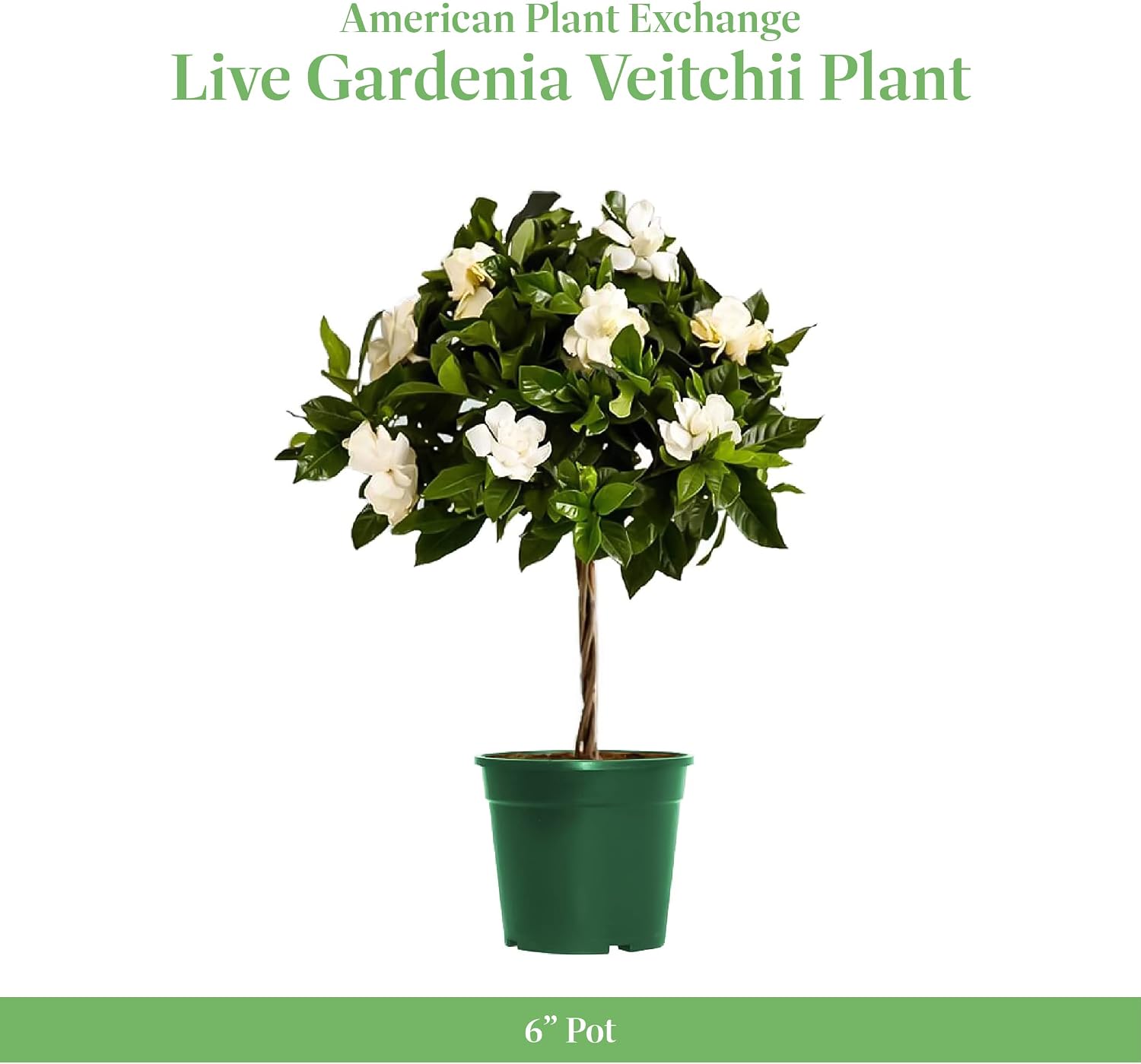 American Plant Exchange Gardenia Tree – Live Evergreen in Large 8-Inch Pot, Fragrant White Blooms, Easy-Care Indoor & Outdoor Flowering Tree for Home, Patio & Garden Décor
