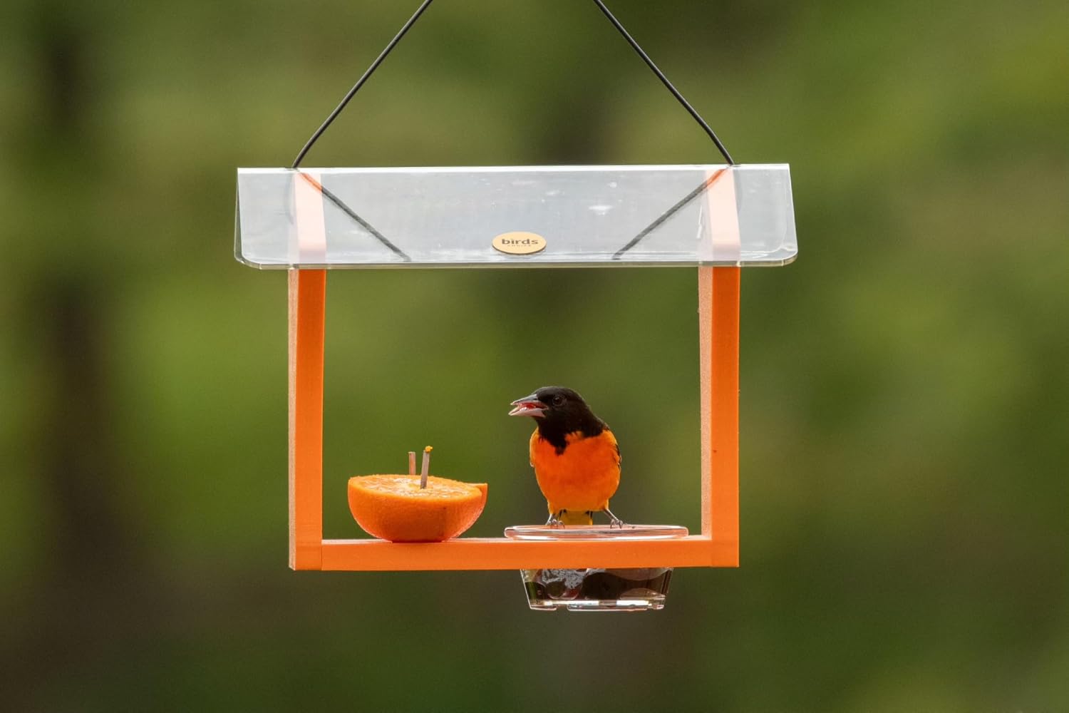 Birds Choice Oriole Bird Feeder | Hanging Bird Feeder for Jelly & Orange Halves | Includes Cup & Fruit Pegs | Recycled Plastic | Sturdy for Garden, Backyard, & Outdoor | 2 Cup Capacity, Orange | Includes Jelly Cup and Fruit Pegs, Recycled Plastic in Oran…