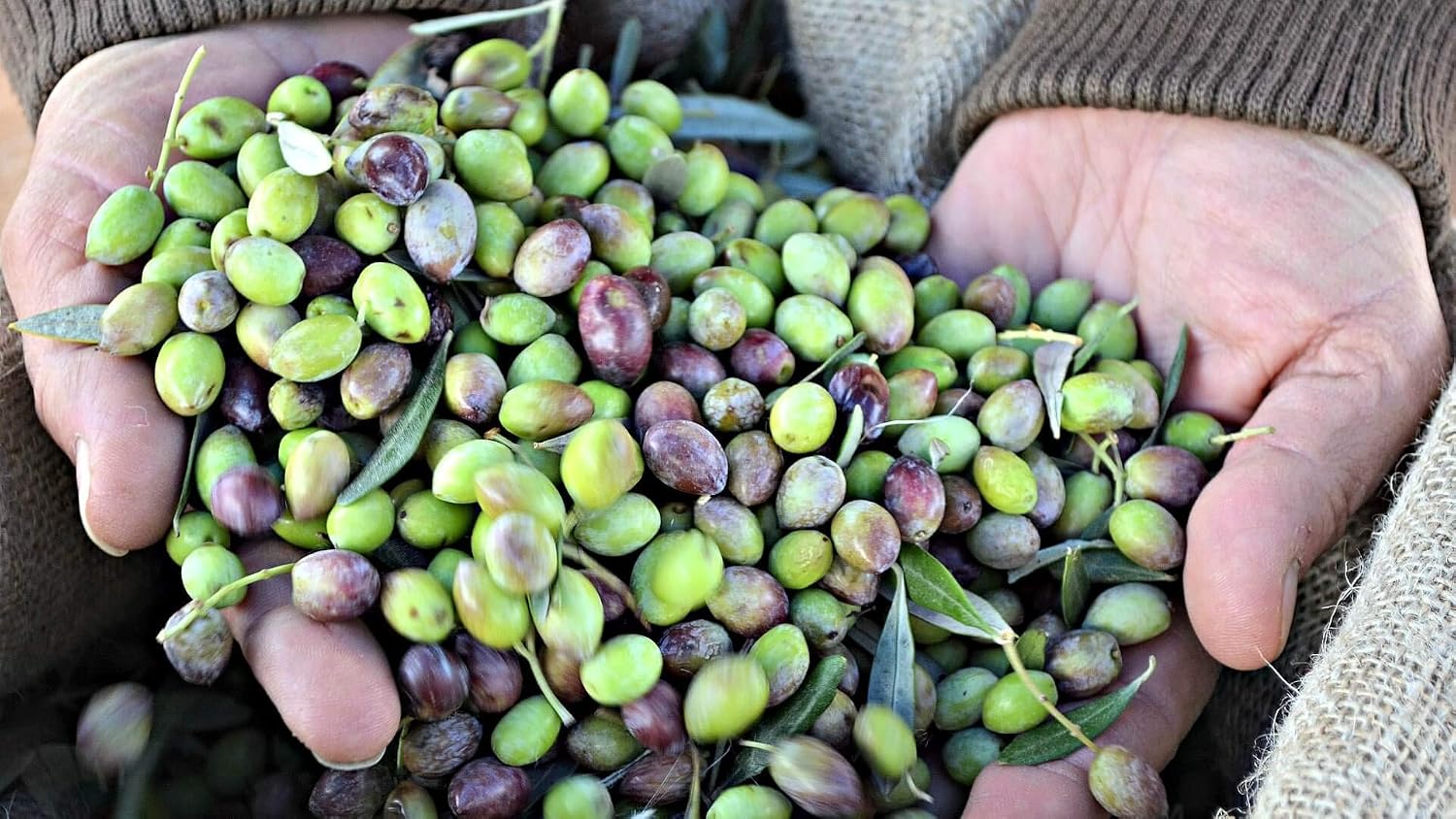 Laconiko Ultra Premium Extra Virgin Olive Oil | New 2025 HARVEST | NYIOOC 2025 GOLD MEDAL | MADE in GREECE | #1 MOST AWARDED GREEK OLIVE OIL BRAND