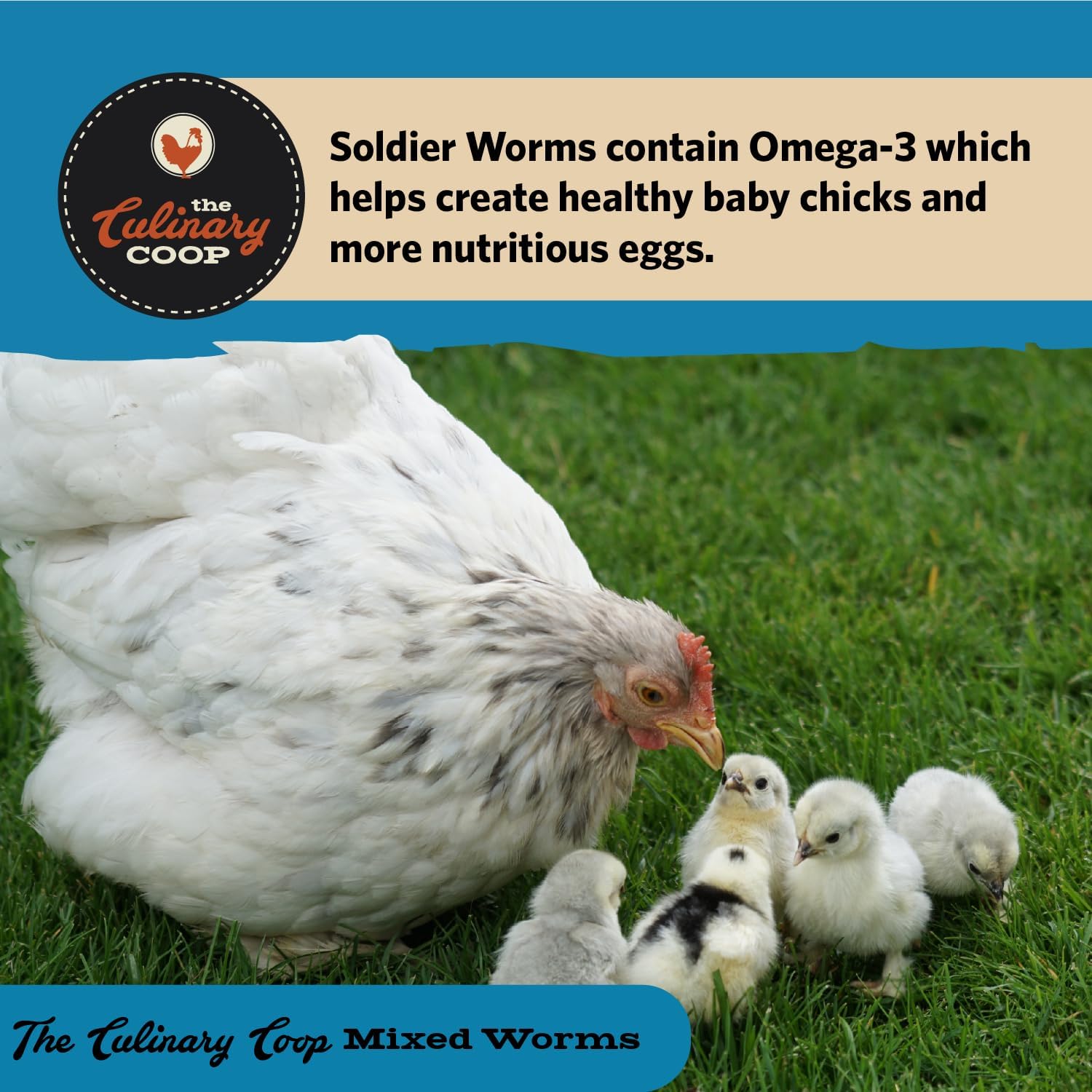 Fluker's Culinary Coop Premium Chicken Treats, Dried Soldier Worms, Packed with Protein and Calcium, 100% Natural Rich Grubs for Chicken, Backyard Birds, and Reptiles, 16 oz