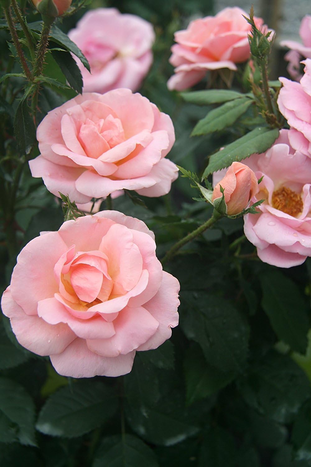 Green Promise Farms Rosa `Double Knock Out` (Reblooming) Rose, 3 Size Container, pink flower