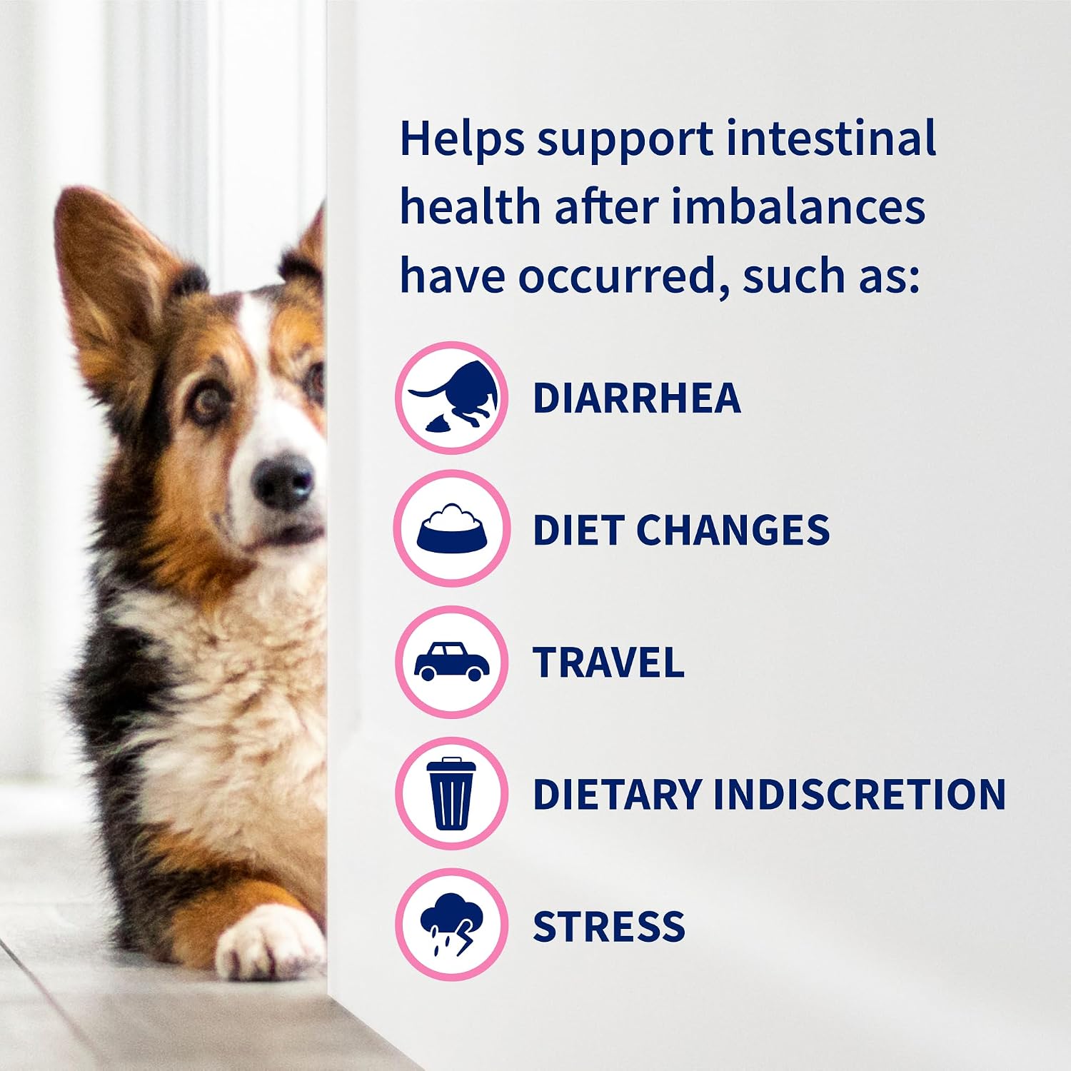 Nutramax Proviable Probiotics + Prebiotics, for Dogs & Cats, Capsules, 80ct | Probiotics and Prebiotics for Cats and Dogs, Daily Gut Health Support Supplement, Multiple Strains, Sprinkle on Food