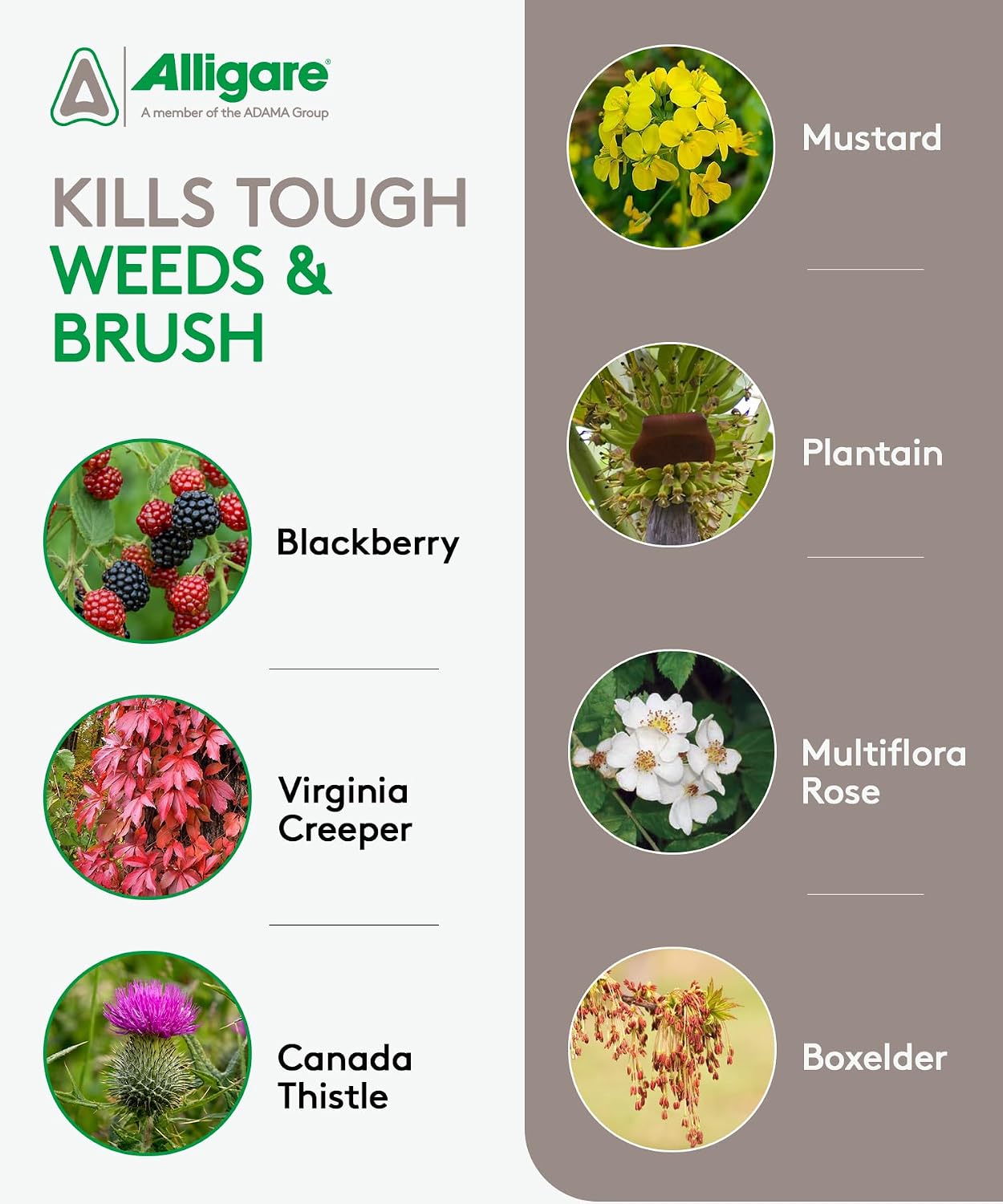 ALLIGARE - : Triclopyr 4 Herbicide Selective Weed Killer for Woody Plants, Brush for Forestry, Pastures, Rights-of-Way & Industrial Sites - Compare to Garlon 4 & Remedy - 1 Gallon