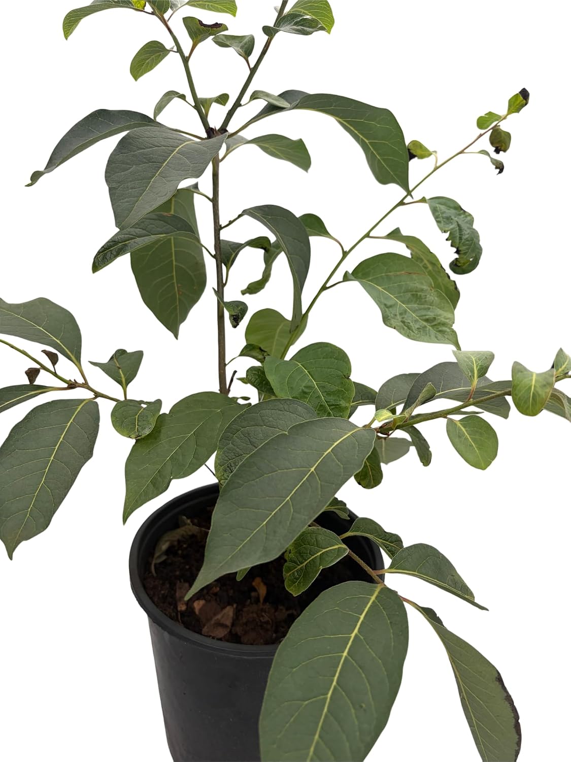American Persimmon Tree - Diospyros virginiana - Gallon Pot - Very Hardy