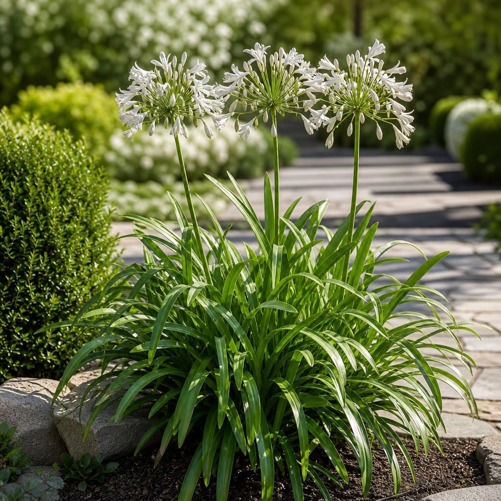 Agapanthus Africanus Getty White | 60 Live Plants | Evergreen Perennial, Summer Blooms, Long-Lasting Flowers, Low Maintenance, Container Friendly, Dramatic Foliage, Pollinator Friendly