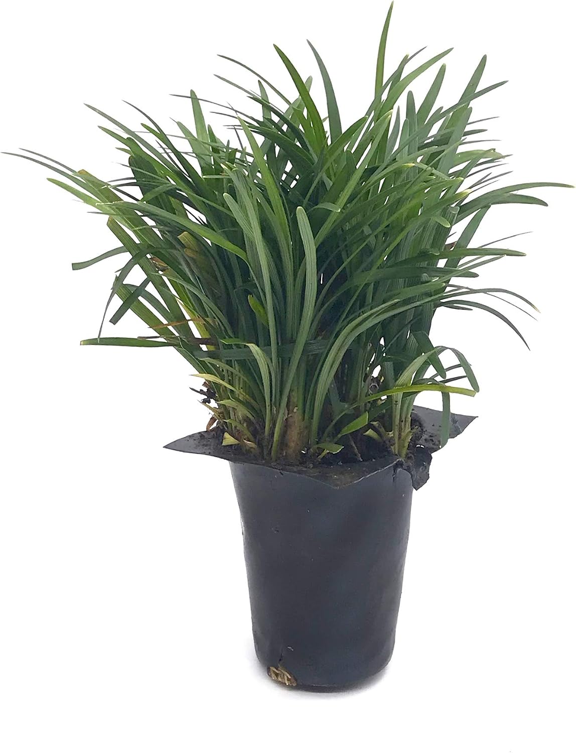 Dwarf Mondo Grass, Flat (18)