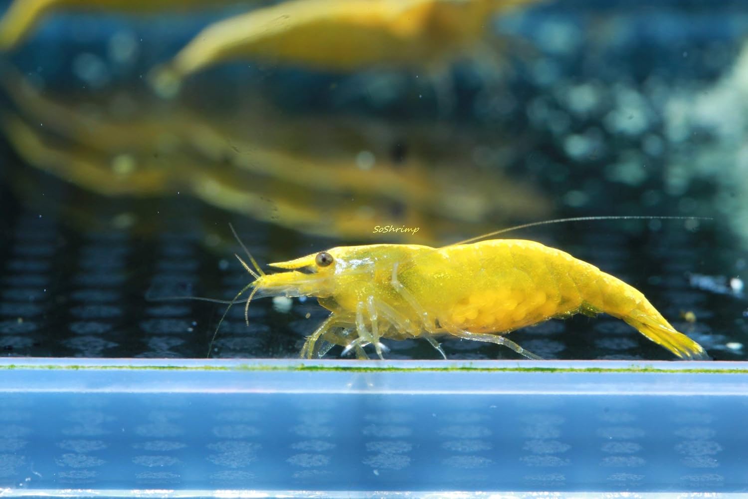 Live Freshwater Aquarium Shrimp - Neocaridina (Red Cherry, 5 Pack)
