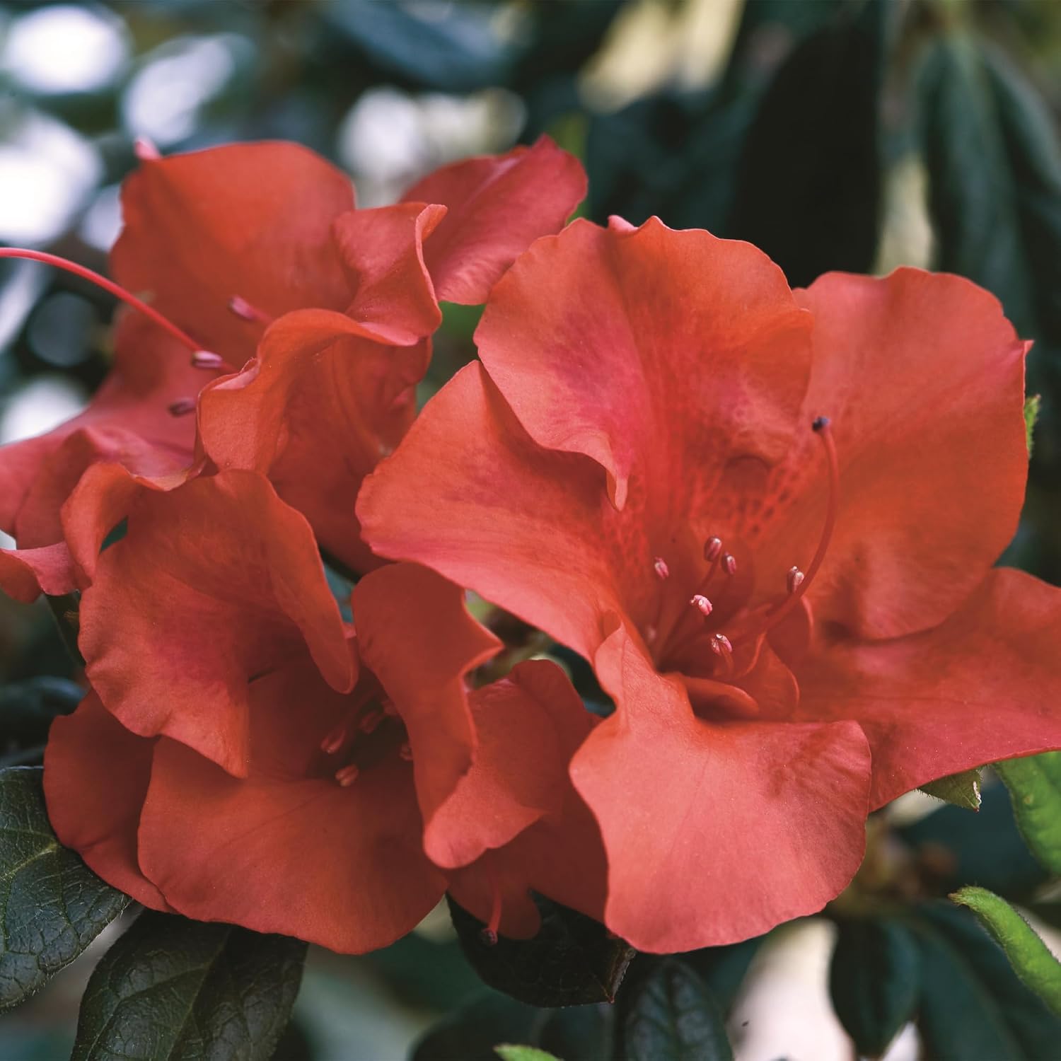 Encore Azalea Embers Azalea, 2 Gal, Red
