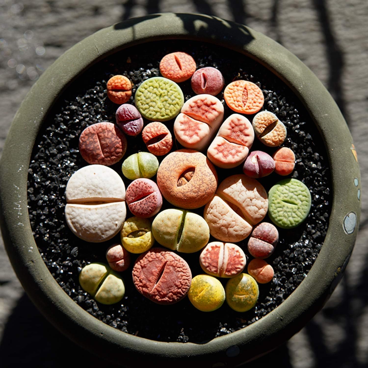 Mix Horticultural Lava Pebbles Pumice Potting Soil Amendment Succulent Cactus Bonsai Gritty Rock Decorative Gravel Plant Drainage Volcanic Rock for Terrarium Fairy Gardening Top Dressing 2.2lb