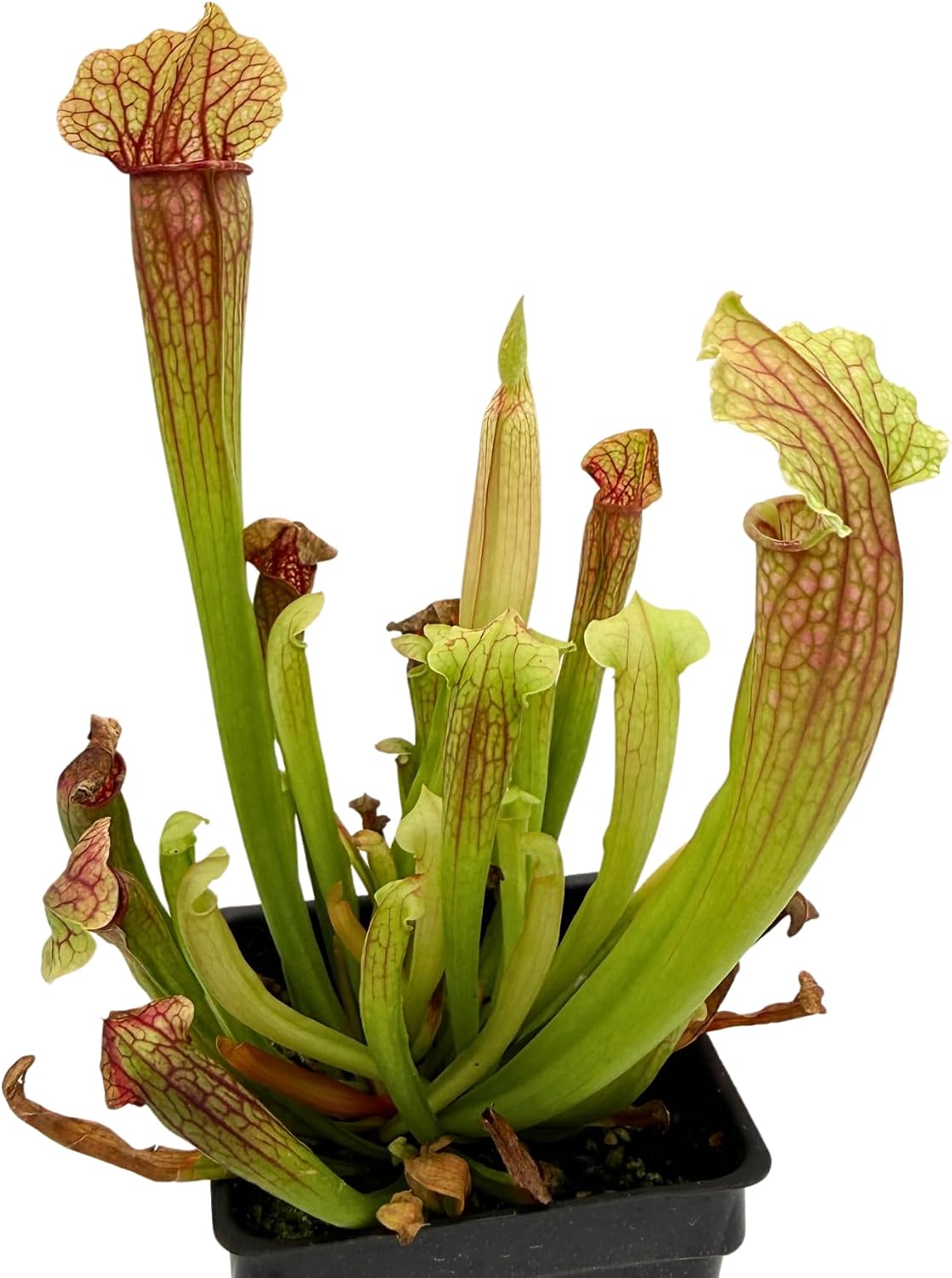 American Pitcher Plant - Sarracenia 'Judith Hindle' - Trumpet Pitcher Plant - Carnivorous Plant